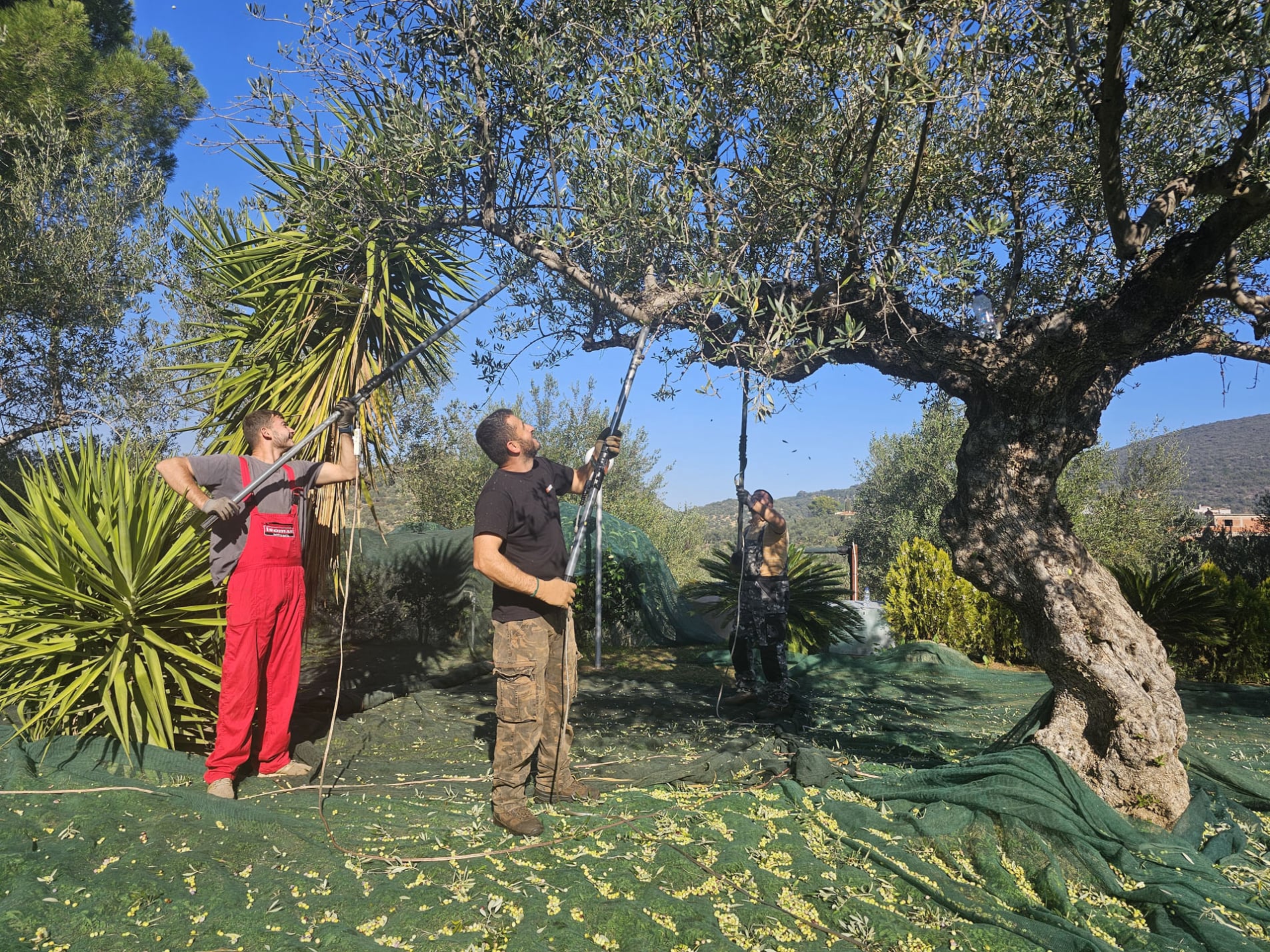 Ernte für Ne-vo Olivenöl